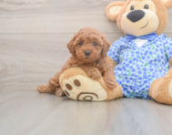 7 week old Poodle Puppy For Sale - Florida Fur Babies