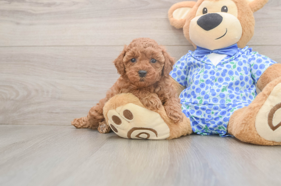 6 week old Poodle Puppy For Sale - Florida Fur Babies