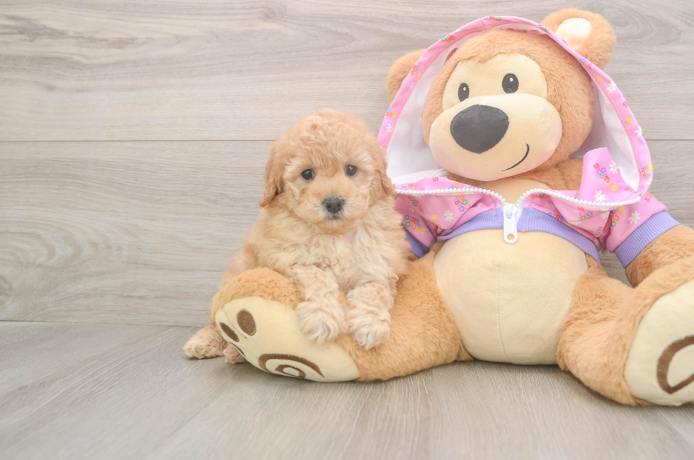 5 week old Poodle Puppy For Sale - Florida Fur Babies