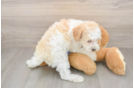 Poodle Pup Being Cute