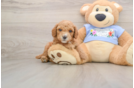 Poodle Pup Being Cute