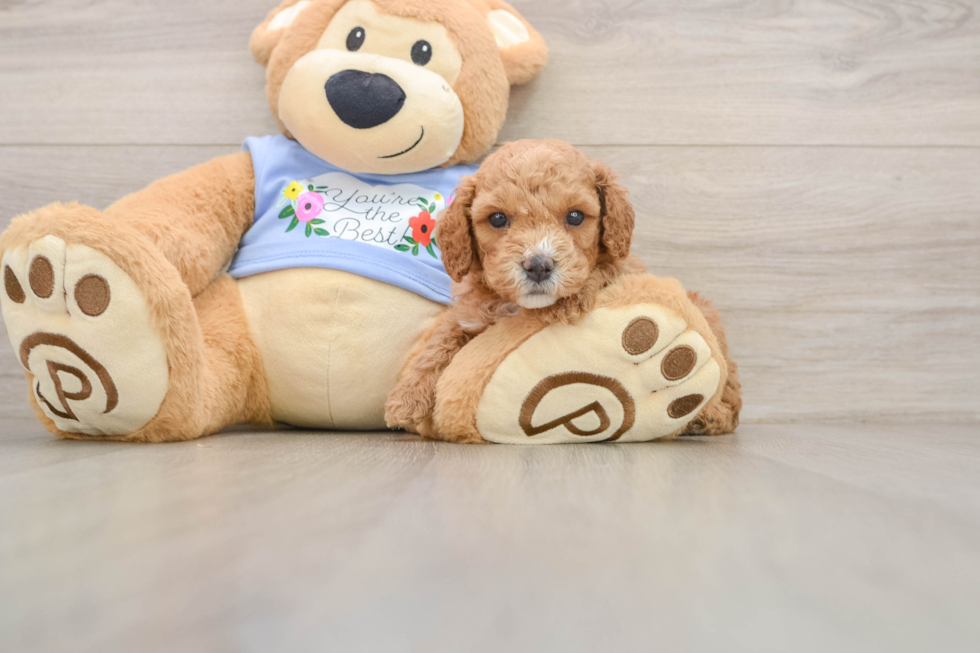 Hypoallergenic Poodle Purebred Pup