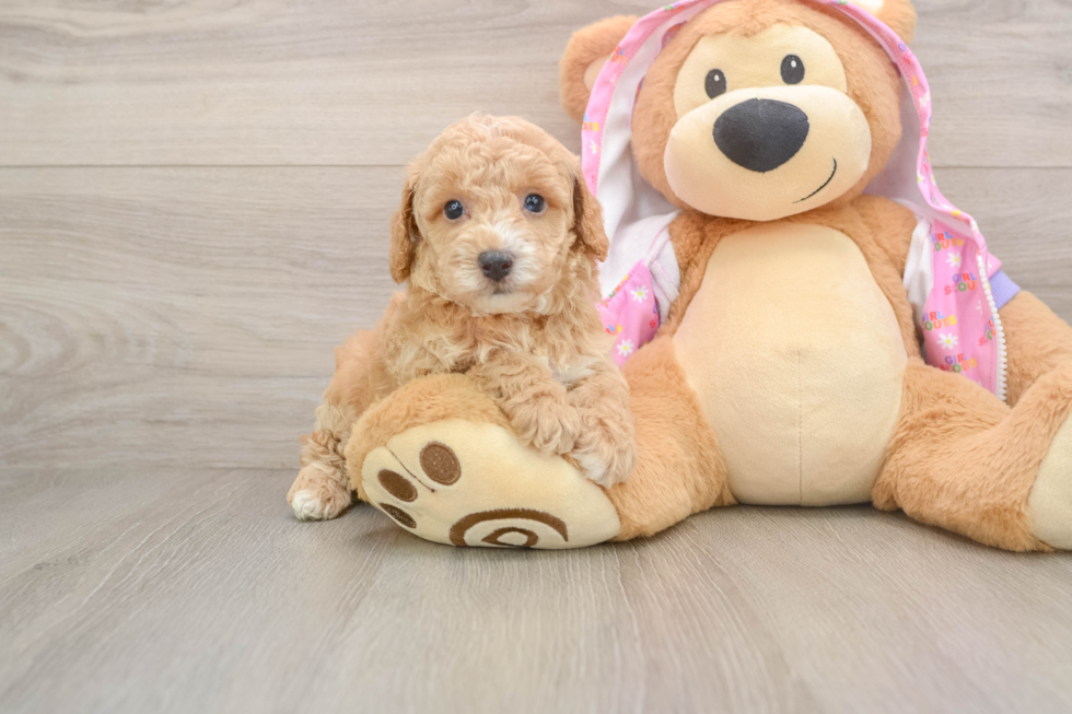 Small Poodle Purebred Pup