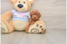 Poodle Puppy for Adoption