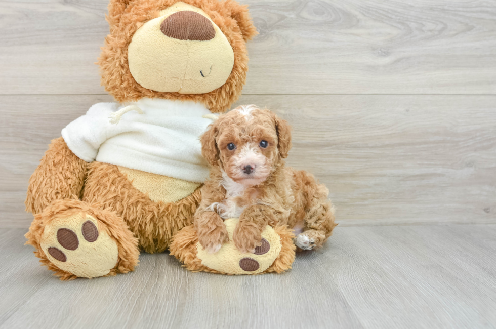 8 week old Poodle Puppy For Sale - Florida Fur Babies