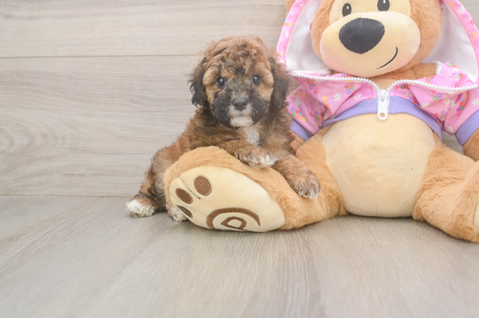 7 week old Poodle Puppy For Sale - Florida Fur Babies