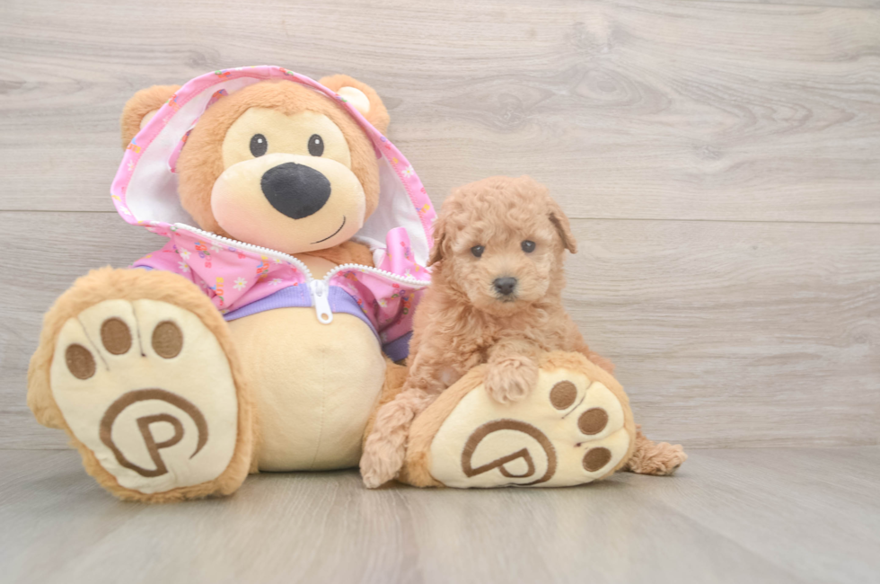 5 week old Poodle Puppy For Sale - Florida Fur Babies