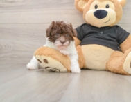 6 week old Poodle Puppy For Sale - Florida Fur Babies