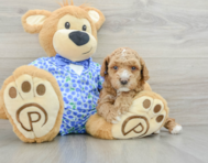 6 week old Poodle Puppy For Sale - Florida Fur Babies