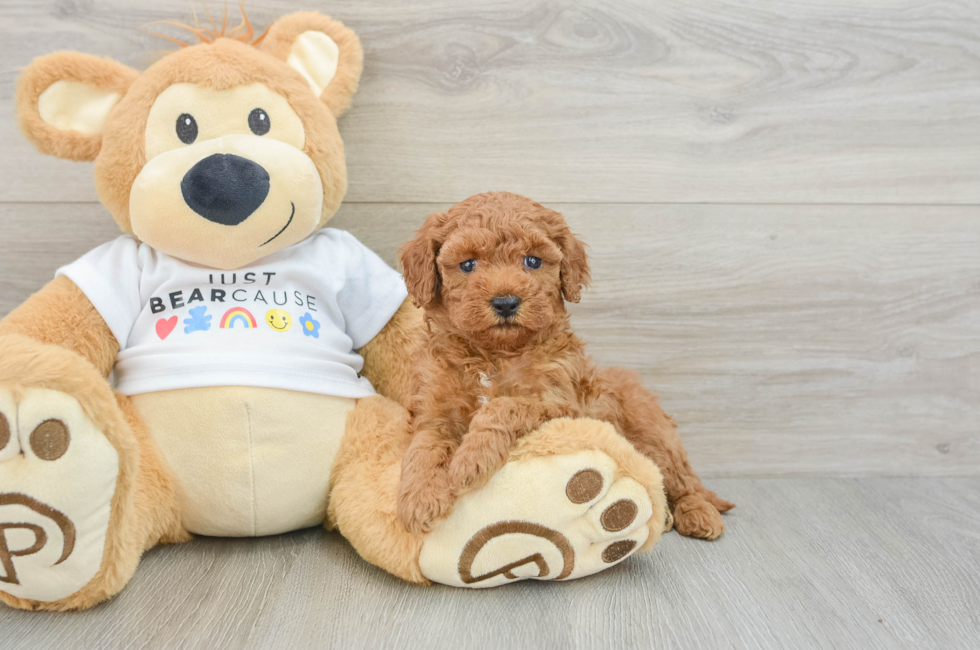 6 week old Poodle Puppy For Sale - Florida Fur Babies