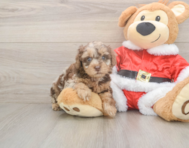 7 week old Poodle Puppy For Sale - Florida Fur Babies