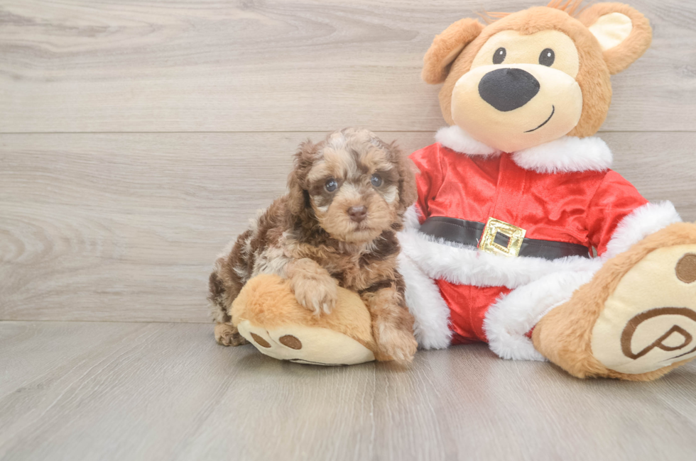 5 week old Poodle Puppy For Sale - Florida Fur Babies