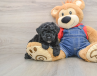 6 week old Poodle Puppy For Sale - Florida Fur Babies