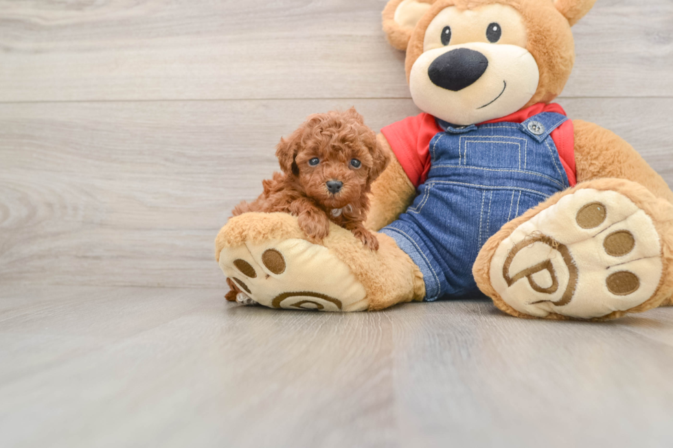 Poodle Puppy for Adoption