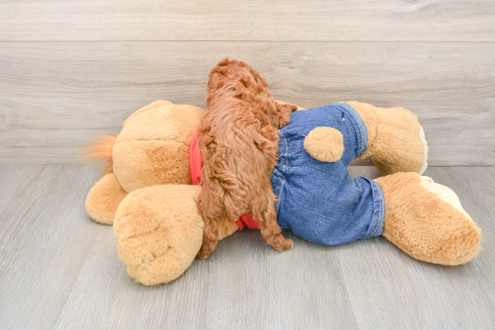 Poodle Pup Being Cute