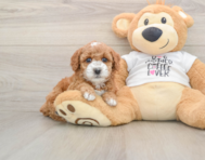 8 week old Poodle Puppy For Sale - Florida Fur Babies