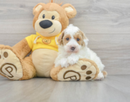 9 week old Poodle Puppy For Sale - Florida Fur Babies
