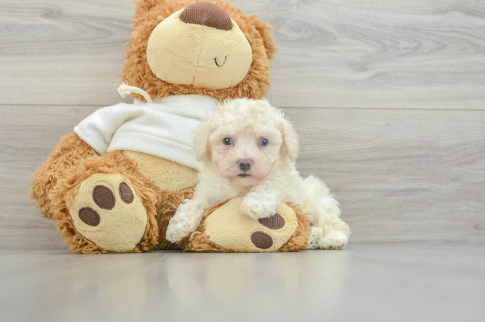 5 week old Poodle Puppy For Sale - Florida Fur Babies