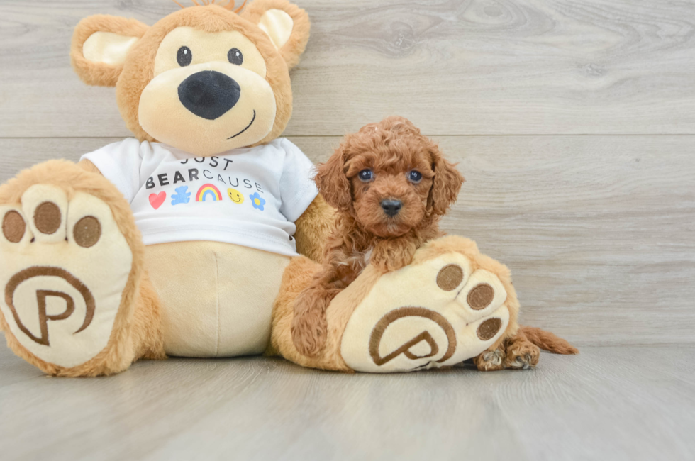 6 week old Poodle Puppy For Sale - Florida Fur Babies