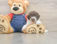 7 week old Poodle Puppy For Sale - Florida Fur Babies