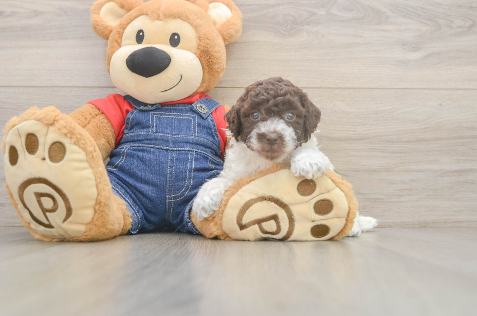 5 week old Poodle Puppy For Sale - Florida Fur Babies