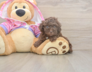 7 week old Poodle Puppy For Sale - Florida Fur Babies