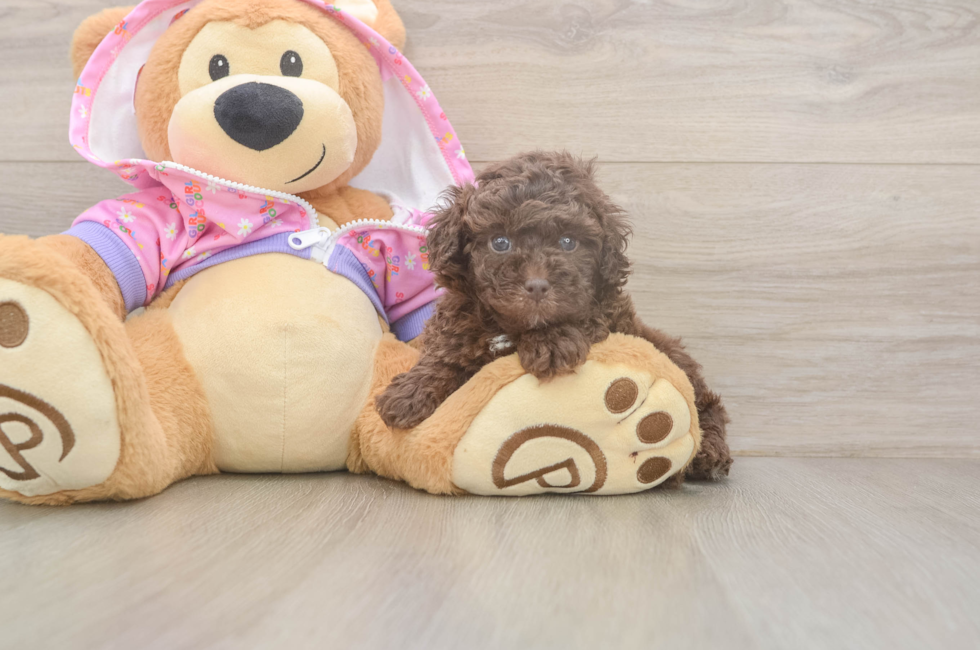 5 week old Poodle Puppy For Sale - Florida Fur Babies