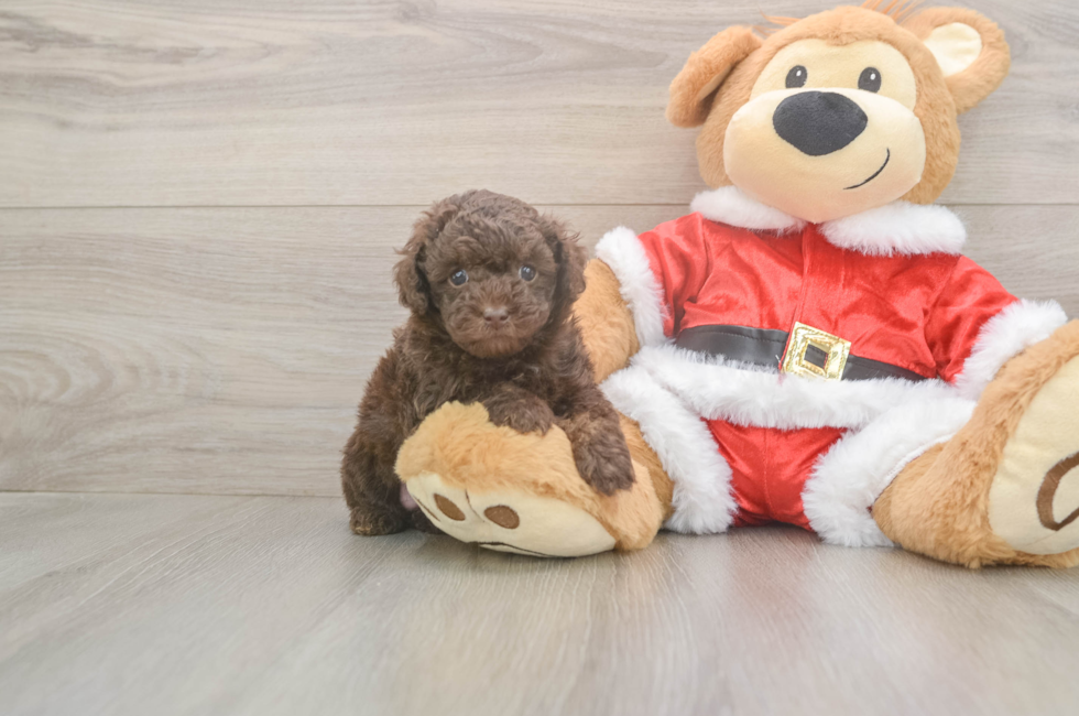 5 week old Poodle Puppy For Sale - Florida Fur Babies