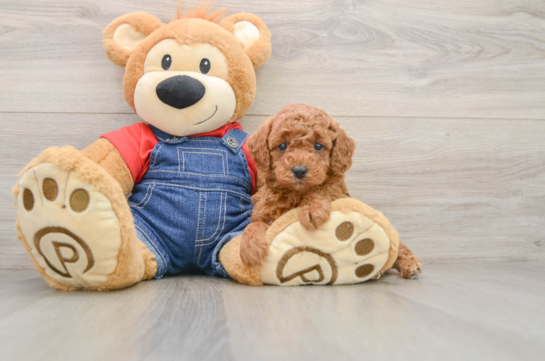 Small Poodle Purebred Pup