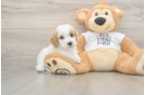 Best Poodle Baby