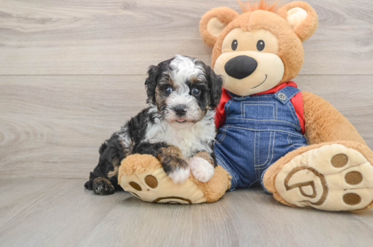 Sweet Pudle Purebred Puppy