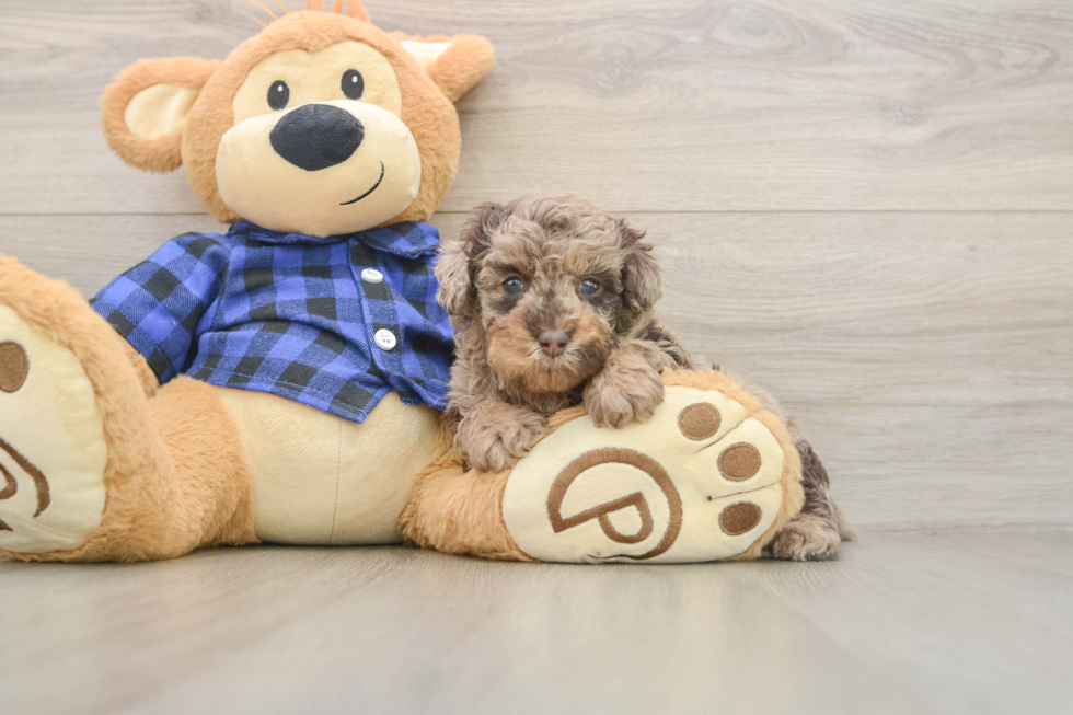 Little Poodle Baby