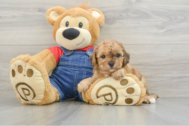 Friendly Poodle Baby