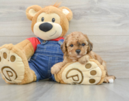 9 week old Poodle Puppy For Sale - Florida Fur Babies