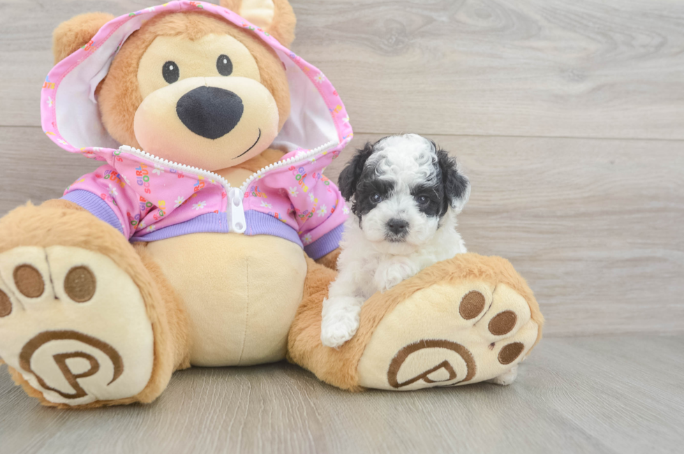 5 week old Poodle Puppy For Sale - Florida Fur Babies
