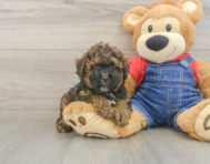 8 week old Poodle Puppy For Sale - Florida Fur Babies