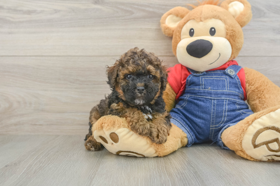 6 week old Poodle Puppy For Sale - Florida Fur Babies