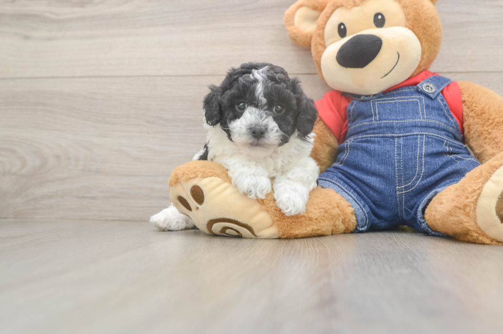 5 week old Poodle Puppy For Sale - Florida Fur Babies