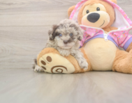 9 week old Poodle Puppy For Sale - Florida Fur Babies