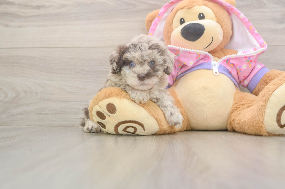 9 week old Poodle Puppy For Sale - Florida Fur Babies