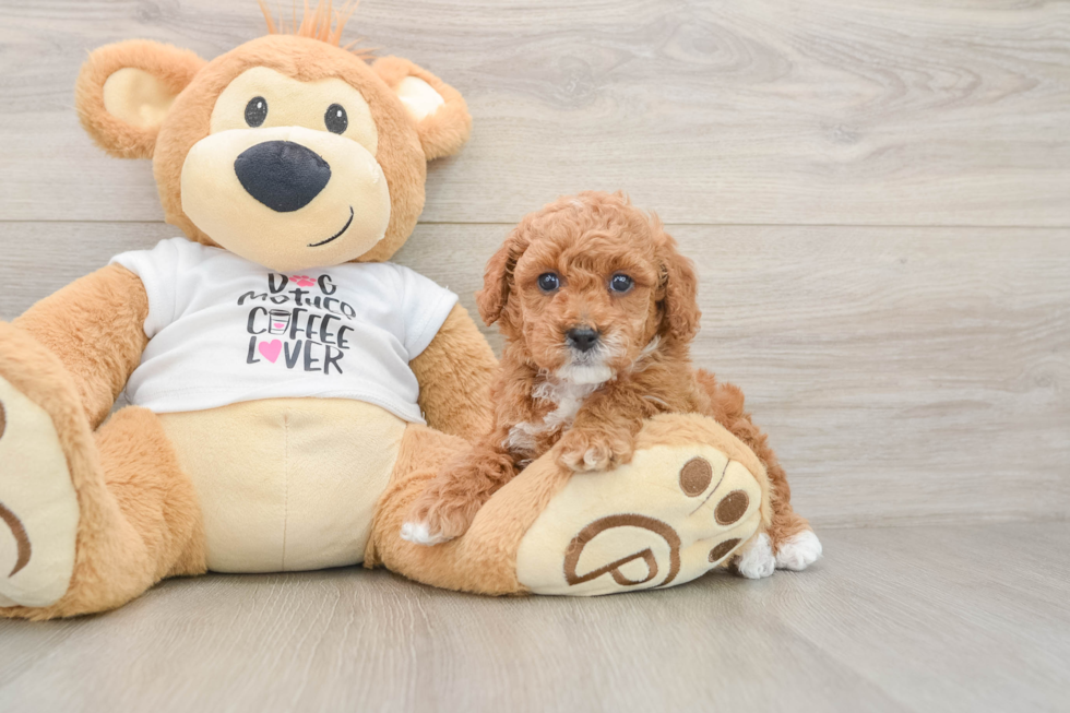 Fluffy Pooodle Purebred Puppy
