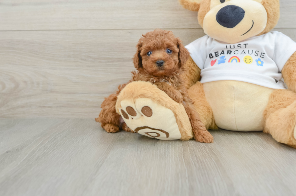 6 week old Poodle Puppy For Sale - Florida Fur Babies