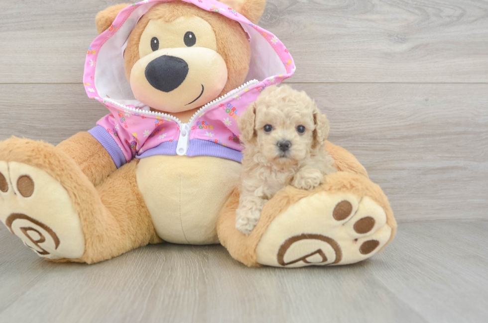 5 week old Poodle Puppy For Sale - Florida Fur Babies