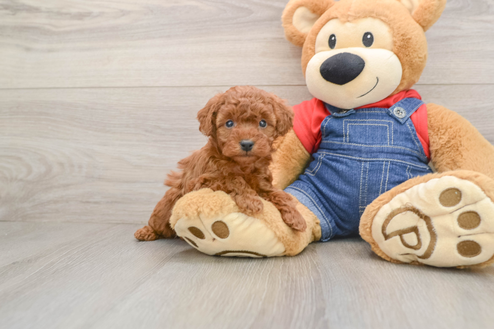 Happy Caniche Purebred Puppy