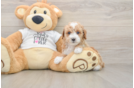 Akc Registered Poodle Purebred Pup