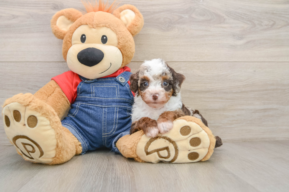 Cute Pooodle Purebred Puppy
