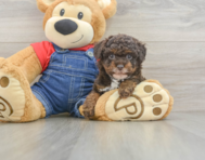 8 week old Poodle Puppy For Sale - Florida Fur Babies