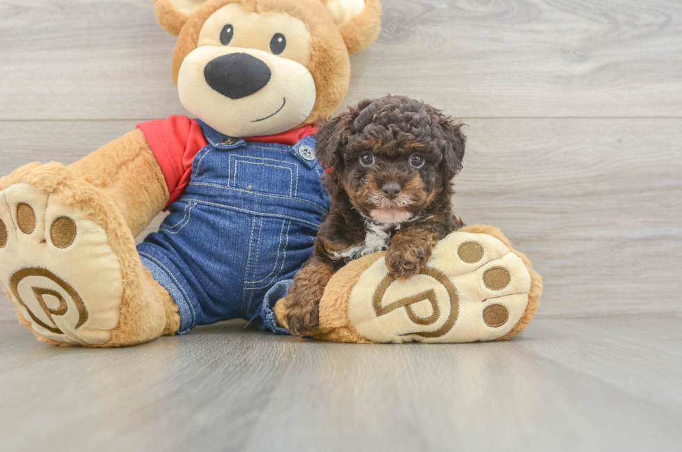 6 week old Poodle Puppy For Sale - Florida Fur Babies