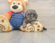 7 week old Poodle Puppy For Sale - Florida Fur Babies