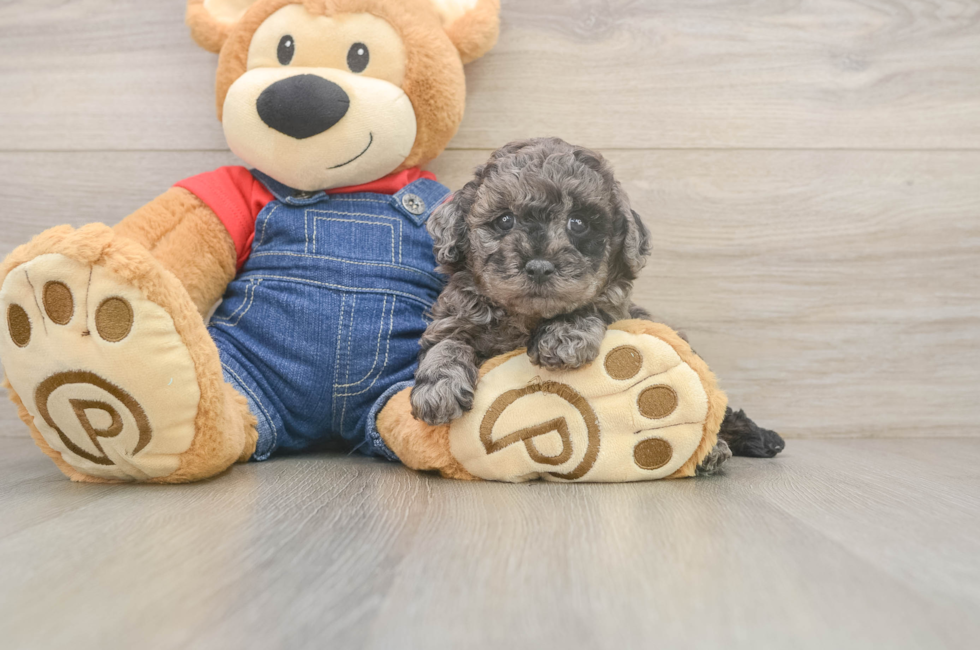 5 week old Poodle Puppy For Sale - Florida Fur Babies